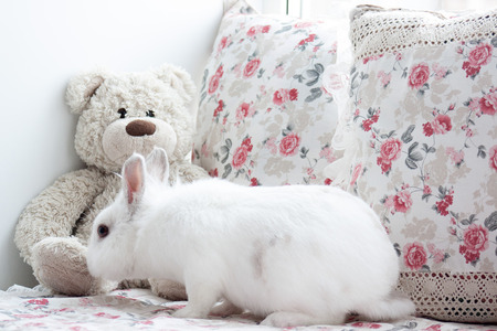 Beautiful white rabbit is sniffing a teddy bear. Pet animals.の写真素材