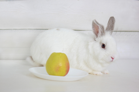 Rabbit is sitting on the floor near a plate with an apple. Pet animals.の写真素材