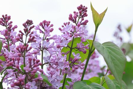 Young lilac is blossoming on a spring meadow. Beauty in nature.の写真素材