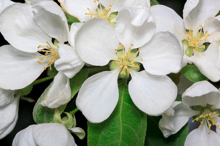 Beautiful flower is blossoming on an apple tree. Closeup.の写真素材