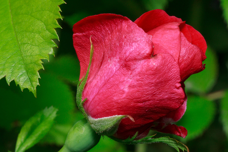 Beautiful rose is growing on a green meadow. Live nature.の写真素材
