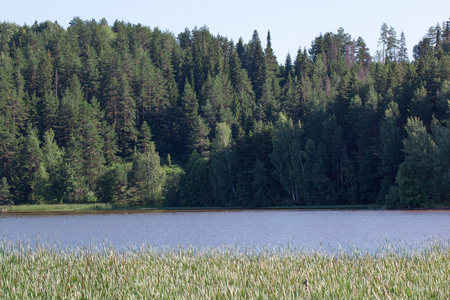 The bank of the blue river with growing reed and dense forest. Beauty in nature.の写真素材
