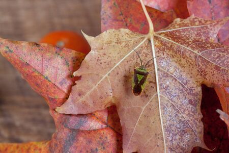 Small beetle is sitting on autumn maple leave.