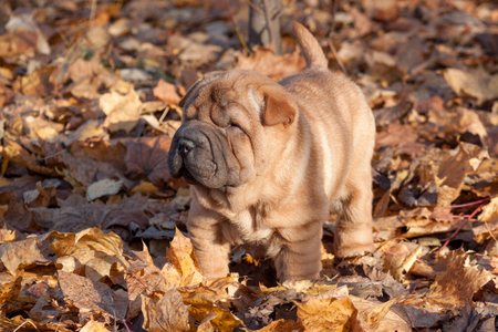 Sharpey puppy is standing in the autumn foliage.の写真素材