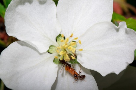 Two ants with a larva on a blossoming apple tree. Live nature.の写真素材