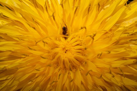 Flower of dandelion with a small ant inside. Closeup.の写真素材