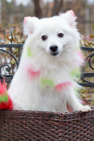 German spitz is sitting in a wicker basket.の写真素材