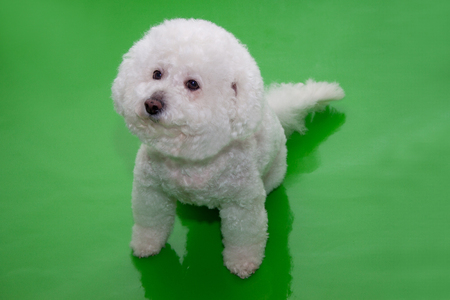 Cute bichon frise isolated on a green background. Pet animals.の写真素材