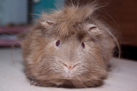 Cute guinea pig is sitting on a wooden desk. Pet animals. Closeup.の写真素材