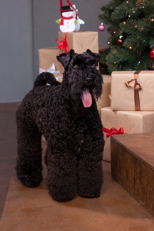 Irish blue terrier is standing near the christmas tree. Pet animals.の写真素材