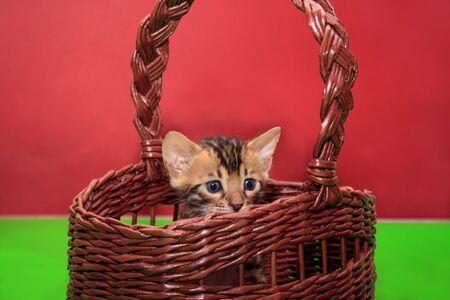 Cute bengal kitten is sitting in a wicker basket. One month old.の写真素材