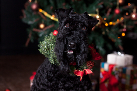 Irish blue terrier with a christmas wreath around his neck. Pet animals. Traditional holidays.の写真素材