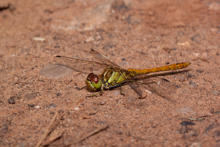 Beautiful dragonfly with transparent wings is sitting on a sand. Animals in wildlife.の写真素材