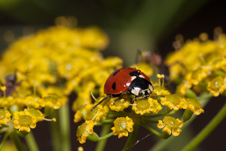 Beautiful ladybug is sitting on a small yellow flowers. Animals in wildlife.の写真素材