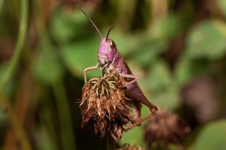 Beautiful grasshopper is sitting on a dried flower. Animals in wildlife. Summer morning.の写真素材