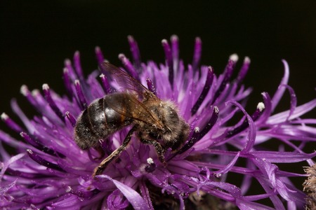 Bee is gathering nectar from a thistle flower. Animals in wildlife. Summer morning.の写真素材