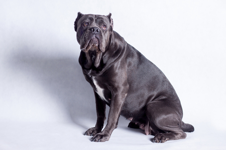 Italian corso dog is sitting on a white background. Pet animals. Isolated object.の写真素材