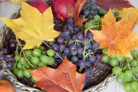 Autumn still life with fruits and autumn leaves are lying on a wicker basket. Gifts of nature.の写真素材