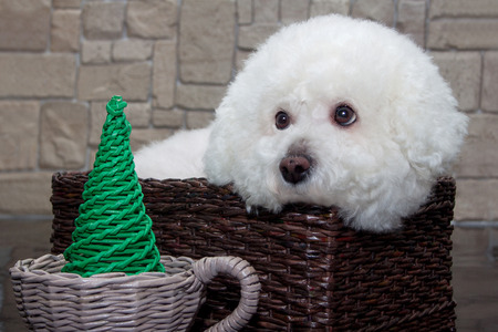 Cute bichon frise is sitting in a wicker basket.の写真素材
