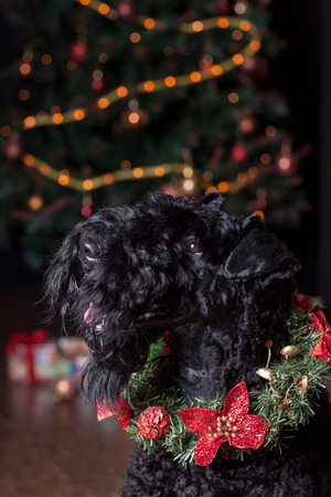 Irish blue terrier in christmas wreath is standing near the christmas tree. Pet animals. Traditional holidays.の写真素材