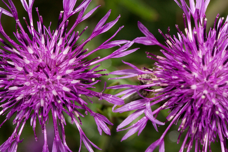 Two beautiful thistle flower are growing on a green meadow. Live nature. Summer morning.の写真素材