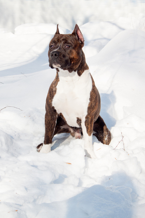 American staffordshire terrier puppy is sitting on a white snow. Ten month old. Pet animals.の写真素材