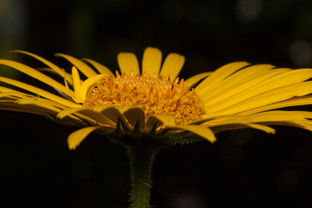 Beautiful yellow daisy is growing on a spring medow. Live nature.の写真素材