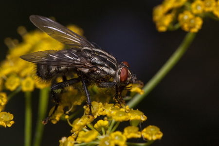 Housefly is sitting on a small yellow flowers. Animals in wildlife.の写真素材
