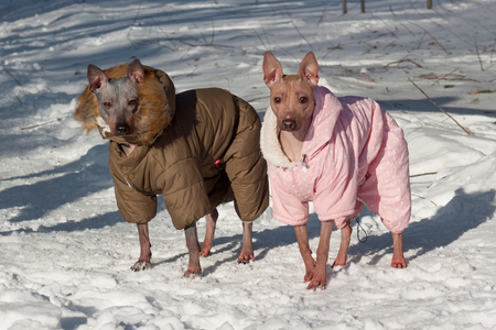 Two cute american hairless terrier in beautiful overall are standing on a white snow. Pet animals. Sunny winter day.の写真素材
