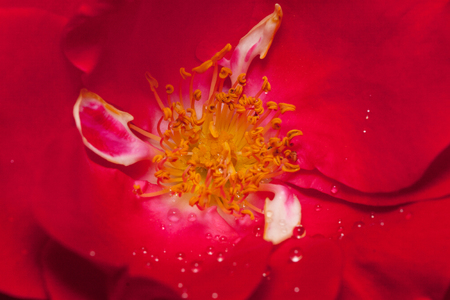 Inner space beautiful roseis growing in the spring garden. Close up. Live nature.の写真素材