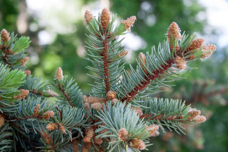 Young brown cones are growing on a branch of blue spruce.