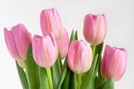 Group of pink tulips isolated on white background. Live nature.の写真素材
