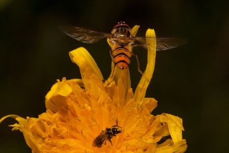 Hoverfly sits down on yellow flower of coltsfoot. Shiny orange body with and brown stripes and two long wings. Animals in wildlife.の写真素材