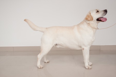 Labrador retriever is standing on a mirror flooring. Pet animals. Purebred dog.