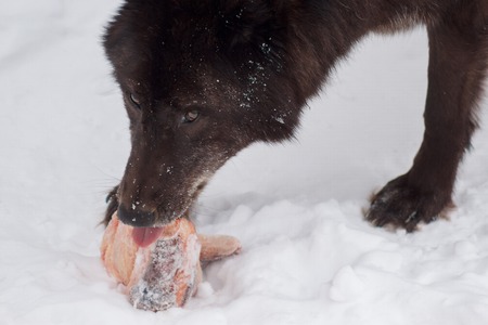 Wild black canadian wolf is eating a piece of meat. Animals in wildlife. Canis lupus pambasileus.の写真素材