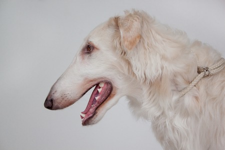 Cute russian hunting sighthound close up. Russkaya psovaya borzaya or russian wolfhound. Pet animals. Isolated object.の写真素材