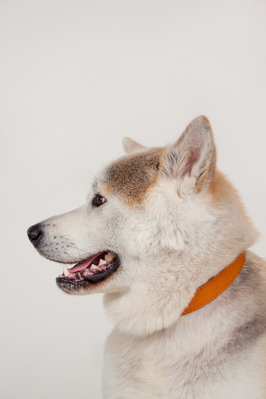 Akita inu close up. Akita ken or japanese akita. Pet animals.の写真素材