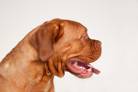 Bordeaux mastiff close up. Dogue de bordeaux or french mastiff. Isolated on a gray background.の写真素材