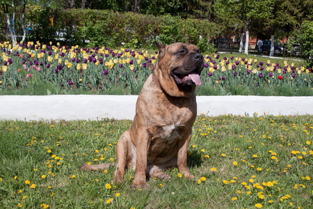Canary mastiff is sitting near a flower bed with tulips. Perro de presa canario or canarian molosser.の写真素材