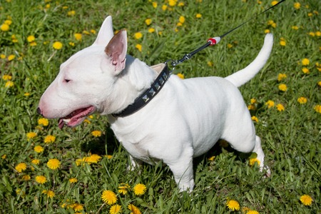 Miniature bull terrier is standing on a green meadow with dandelion flowers. English bull terrier or the white cavalier.の写真素材