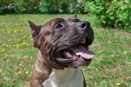 American staffordshire terrier puppy is standing with lolling tongue. Close up. Pet animals.の写真素材