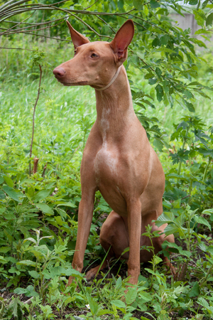 Cute pharaoh hound is sitting on a spring meadow. Hunting dog. Pet animals.の写真素材