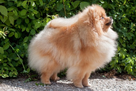 Cute pomeranian spitz close up. Deutscher spitz or zwergspitz. Pet animals.の写真素材