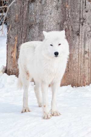 Wild alaskan tundra wolf is standing on white snow. Canis lupus arctos. Animals in wildife.の写真素材