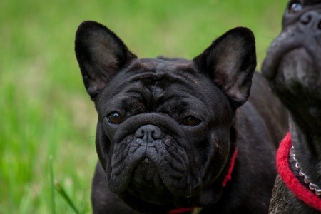 Young french bulldog close up. Pet animals. Purebred dog.の写真素材