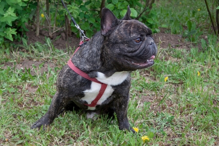 Cute french bulldog is sitting on a green grass. Pet animals.の写真素材