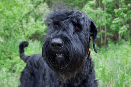 Black russian terrier iclose up. Pet animals. Purebred dog.の写真素材