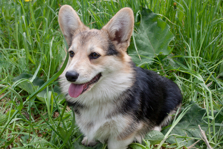Cute pembroke welsh corgi puppy is sitting in a green grass. Pet animals.の写真素材