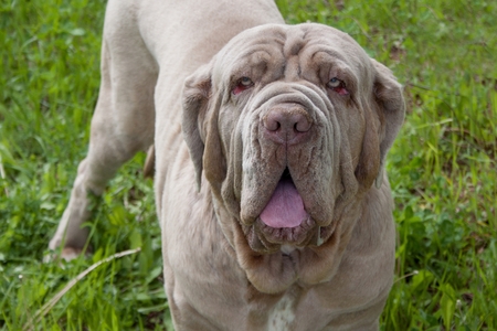 Adult neapolitan mastiff close up. Pet animals.の写真素材