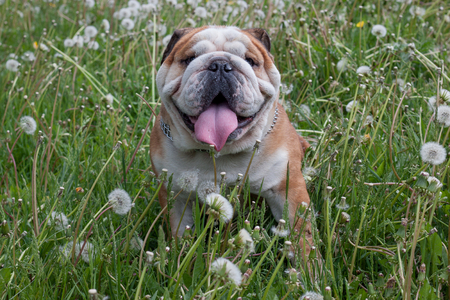 English bulldog is standing on a spring meadow. Blooming dandelion field. Pet animals.の写真素材